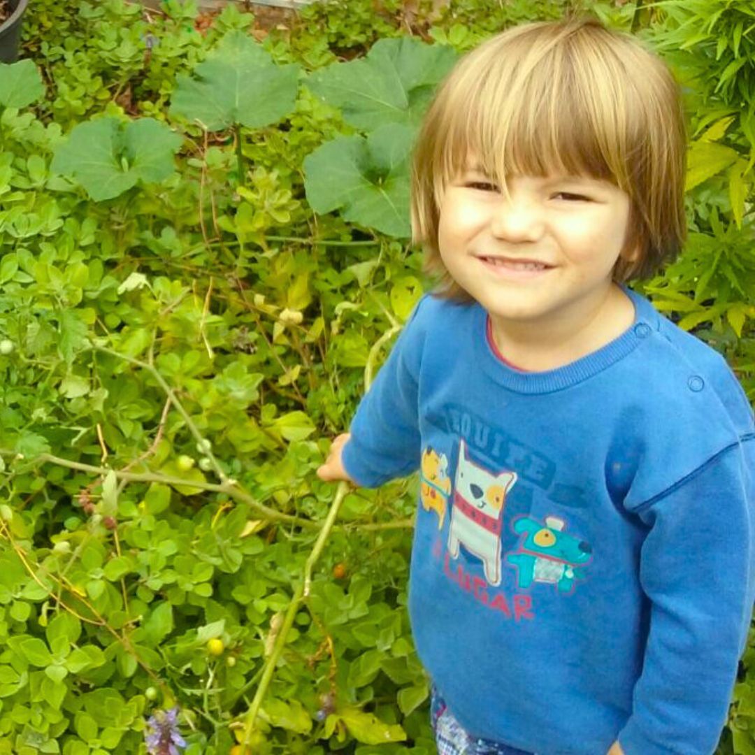 Plantas para telhado verde